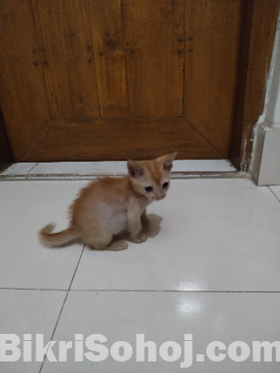 মিক্সড ব্রিড বিড়াল